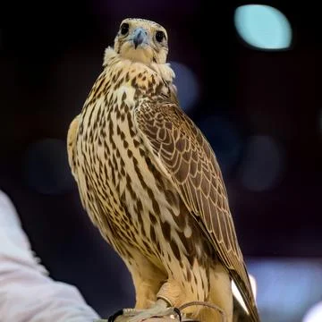 Falcon close-up shot with black background Stock Photos