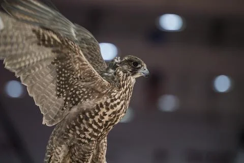 Falcon close-up shot with black background Stock Photos