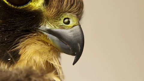 Falcon. Closeup sharp beak and tubercles. Eurasian hobby, subgenus Hypotriorchis 스톡 동영상 217737590