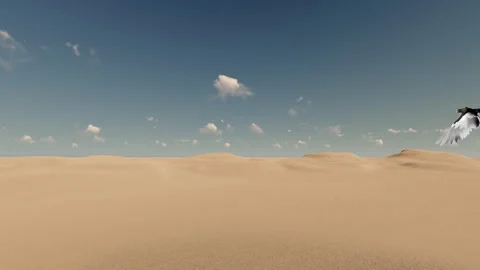 Falcon in a desert Stock Footage 296574095