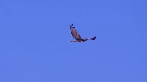 A Falcon in Diving and Gliding on a sunny and WIndy Day Stock Footage 283282691