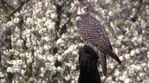 Falcon durin falconry show Stock Footage 81532485