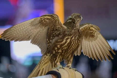 Falcon during 8th edition of Katara International Hunting Stock Photos