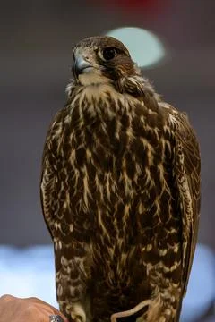 A falcon during 8th edition of Katara International Hunting Stock-Fotos
