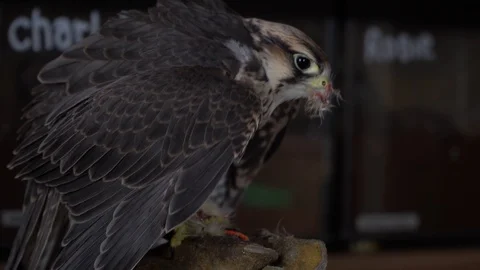 A falcon eating Stock Footage 105123287