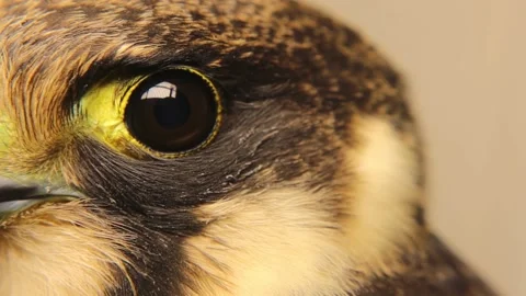 Falcon eye close-up. Eurasian hobby. Note: birds have “third eyelid” Stock Footage 218239261