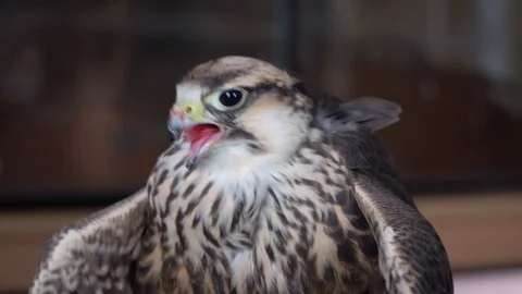 A falcon feeding closeup Video stock 105123759