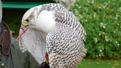 Falcon feeds prey while perched glove handler scene natural instincts hunting Video stock 293161243