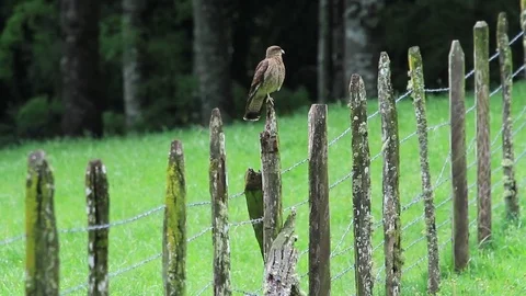 Falcon on fence Stock Footage 77047594