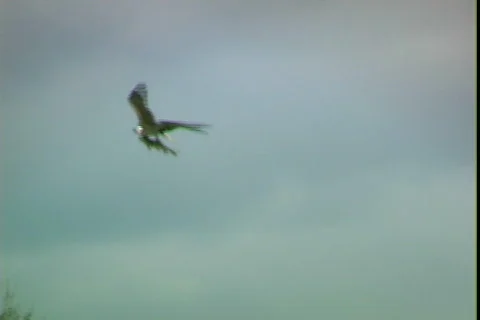 Falcon-Fish Видео 817495