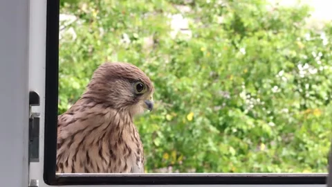 The falcon flew into the window of the apartment. Stock Footage 244521857