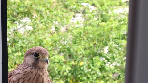 The falcon flew into the window of the apartment. Video stock 244521937