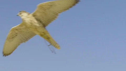 Falcon Flies Close to Camera Video stock 121228588