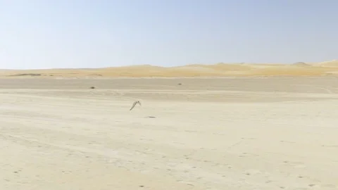Falcon Flies Close to Ground Video stock 121228586