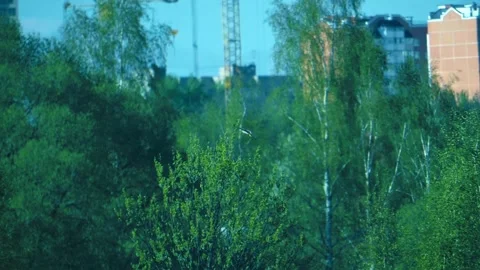 The falcon flies up to the tree and tries to perch on the top for better view Stock Footage 313162082