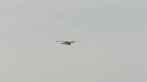 Falcon in flight Stock Footage 43870343