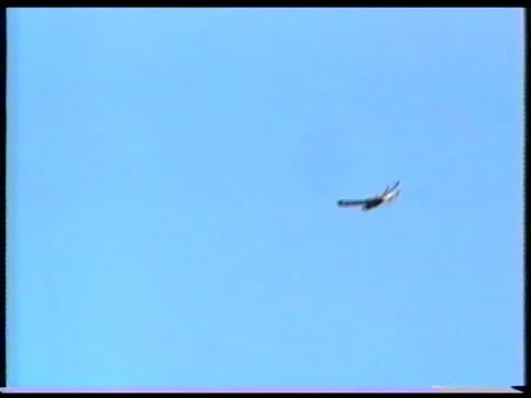 Falcon Flight Stock Footage 342691224