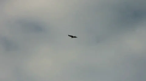 Falcon in Flight I Stock Footage 30437743