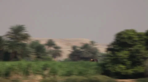Falcon in flight on the Nile river, Egypt Stock Footage 35015041