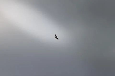 A falcon in flight in the sky Stock Photos