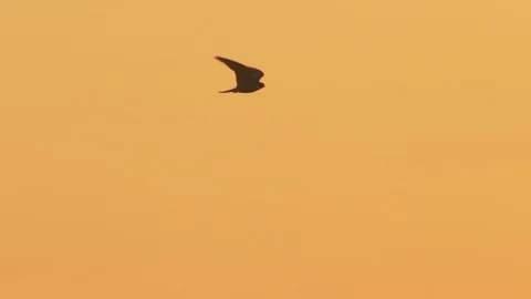 Falcon in flight in slow motion at sunset sky. Eurasian hobby, Falco subbuteo. Stock Footage 110460434