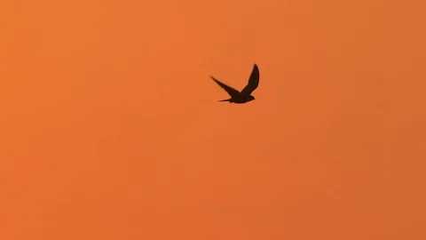 Falcon in flight in slow motion at sunset sky. Eurasian hobby, Falco subbuteo. Stock Footage 110460490
