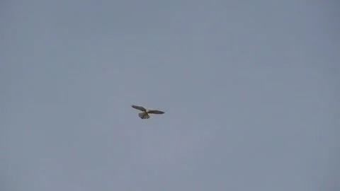 Falcon flying and standing in the sky Video stock 289570122