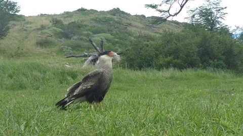 Falcon Flying Away Video stock 45141625