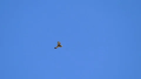 Falcon flying in the blue sky 스톡 동영상 108372067
