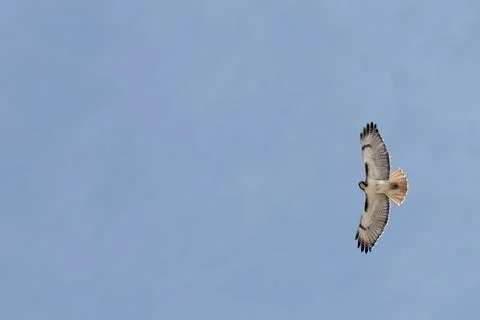 Falcon flying high Stock Photos