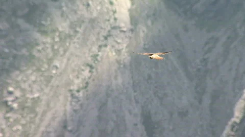 Falcon flying over the mountain Stock Footage