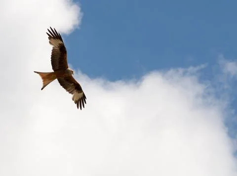 Falcon flying in the sun Stock Photos