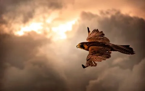 Falcon Flying Through Dramatic Sunset Sky Stock Photos