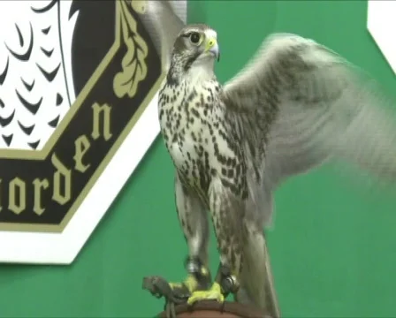 Falcon Vídeo Stock 357786