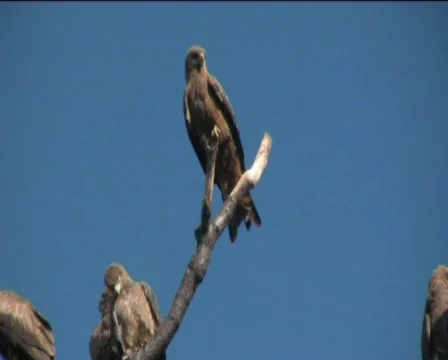 Falcon Stock Footage 768939