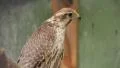 Falcon HD Footage