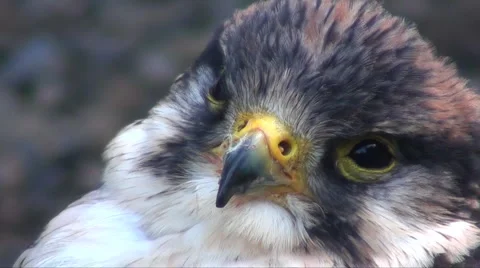 Falcon Stock Footage 905118