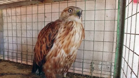 Falcon. Stock Footage 77015701