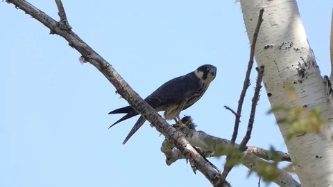 Falcon Stock Footage 114363196