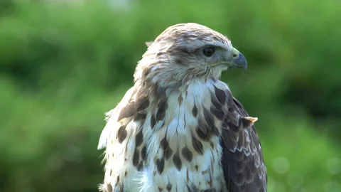 Falcon Stock Footage 117763475