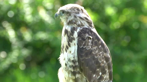 Falcon Video stock 117820168