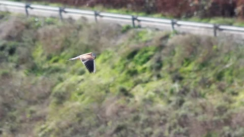 Falcon 库存影片 147045966