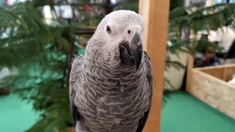 Falcon Stock Footage 161589532