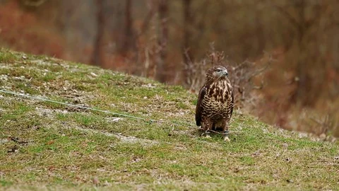 Falcon in forest Stock Footage 72651510