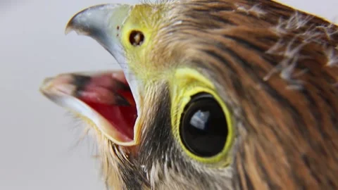 The falcon grabs a piece of meat. A hungry bird of prey chick is eating food. Stock Footage 246085341