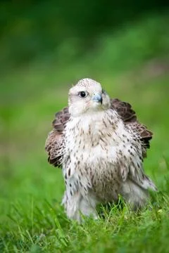 Falcon on green grass Foto stock