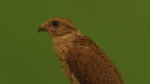 Falcon on green screen - Dolly back from close up to full shot Vídeos de archivo 109325251