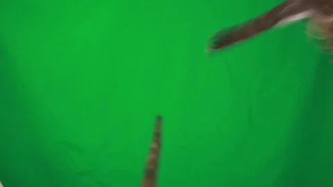 Falcon on green screen, studio shot Stock Footage 79488478