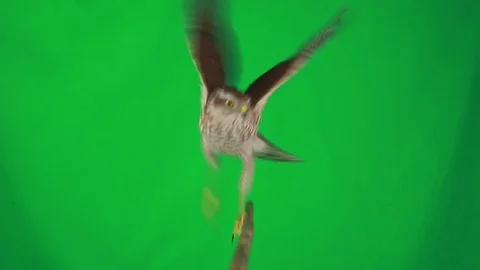 Falcon on green screen, studio shot Stock Footage