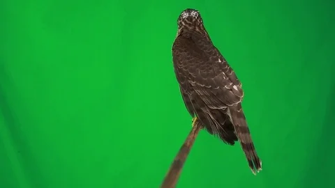 Falcon on green screen, studio shot Stock Footage